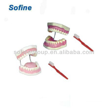 Dental Standard Teaching Model with CE,Dental Study Model